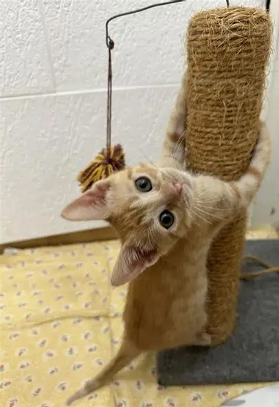 Gatito listo para adopción